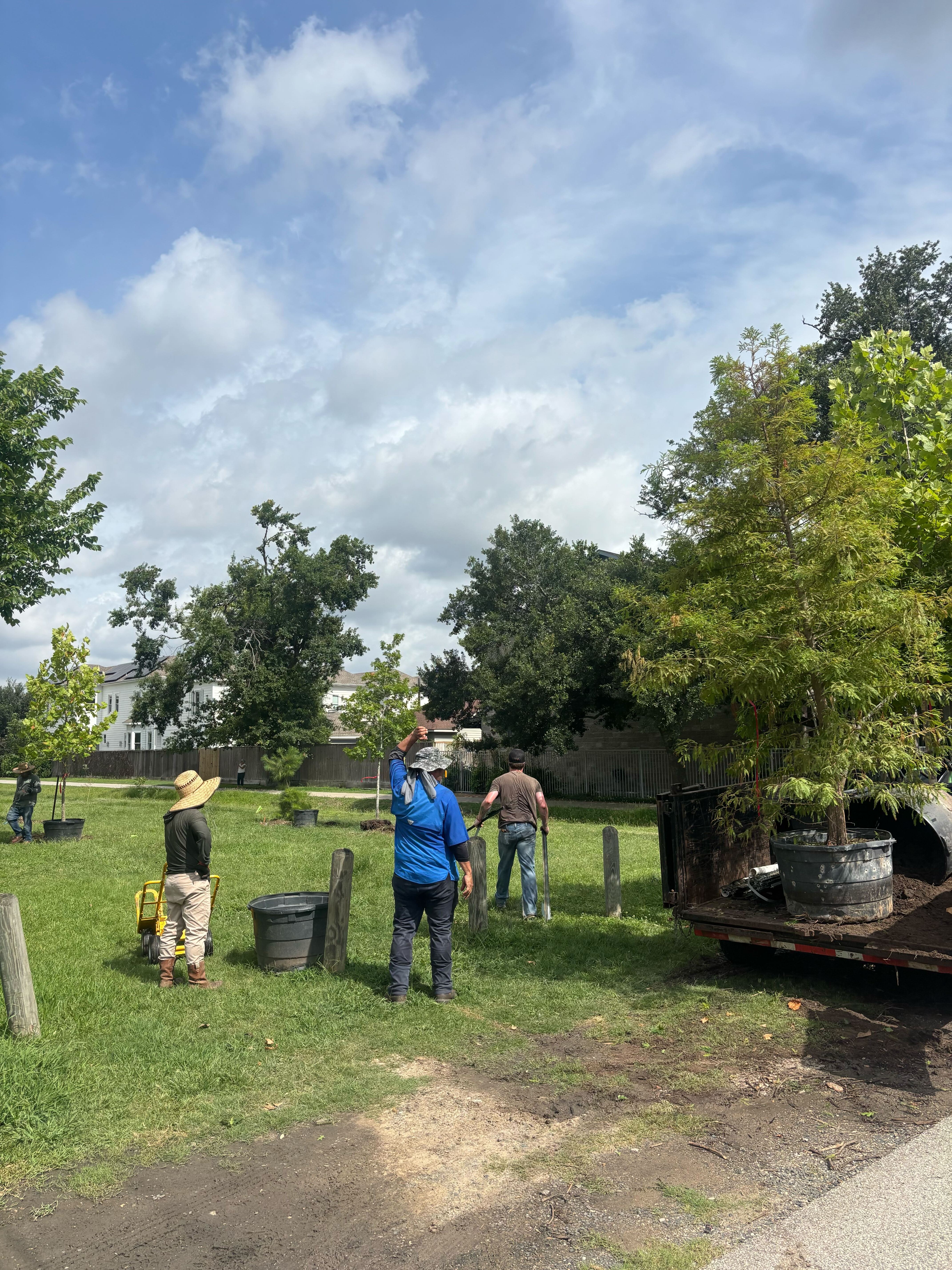houston tree planting project in the heights